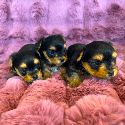 Puppy Sales